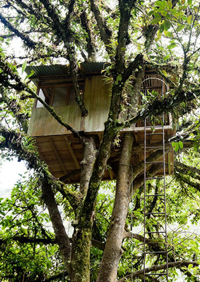 Treehouse