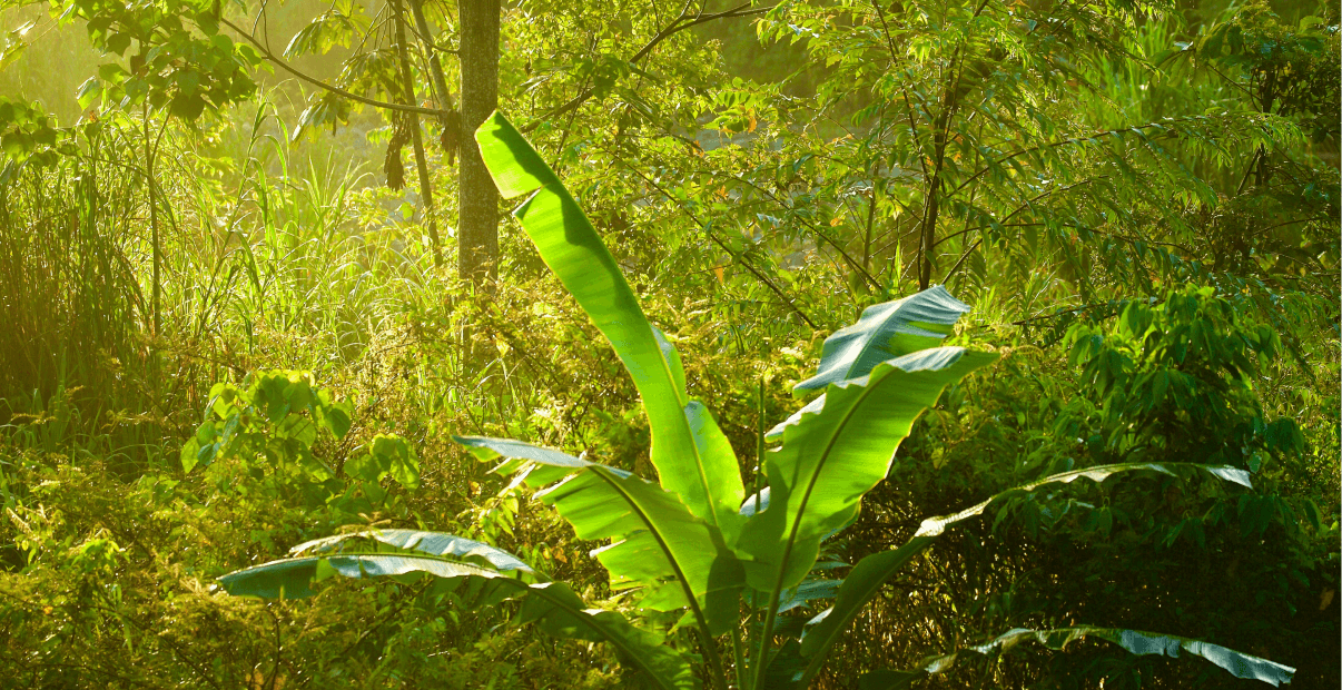 Point of View shot of rain forest with lush green trees in the foreground and background